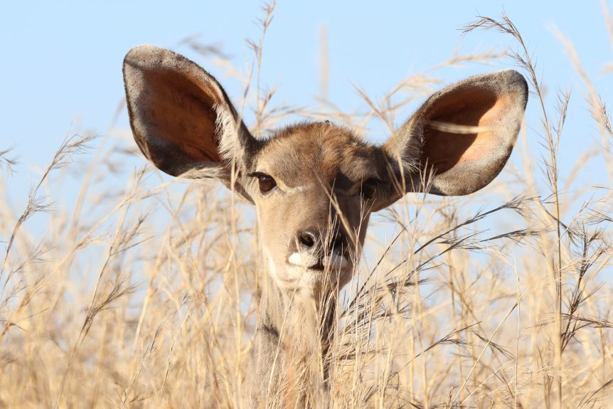 Animal with big ears